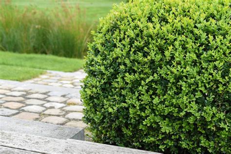 10 Deer-Resistant Shrubs for Landscaping