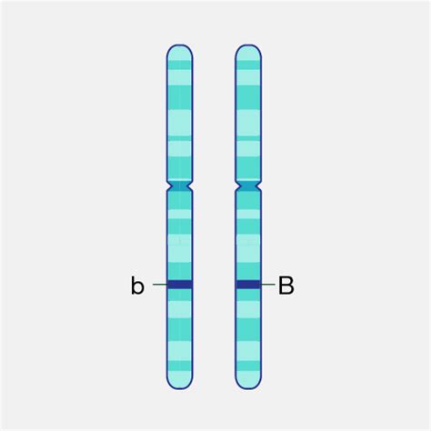 Allele