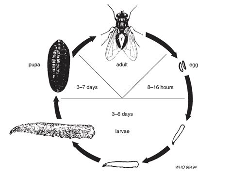 House Fly Life Cycle & Reproduction