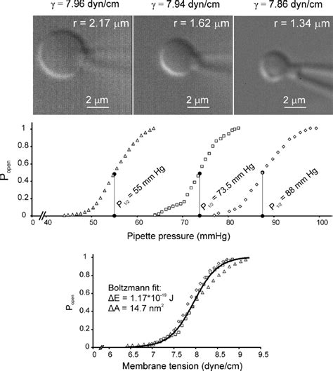 Whole spheroplast activation curves recorded with spheroplast imaging ...