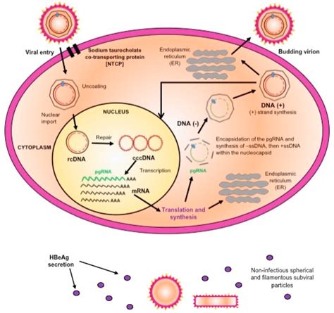 A schematic representation of the replication cycle of hepatitis B ...