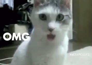 Omg GIF - Cat Cats Omg - Discover & Share GIFs