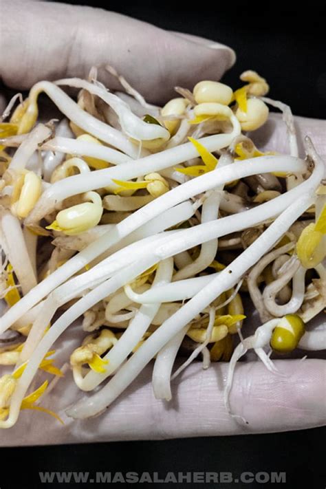 How to sprout mung beans - DIY Mung Bean Sprouts | Masala Herb