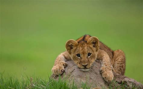 Download Lion Cub Hugging A Boulder Wallpaper | Wallpapers.com