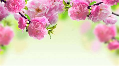 [100+] Cute Floral Backgrounds | Wallpapers.com