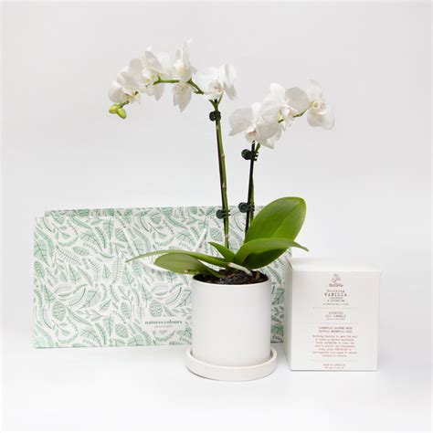 White Orchid Phalaenopsis - Glow Living Gift Set