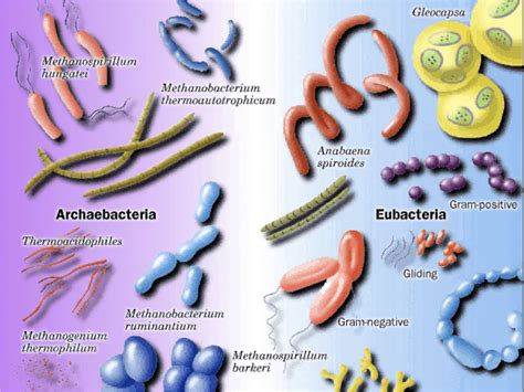 Lesson Two - Grade 11 Biology College Preparation (SBI3C)Resource Site