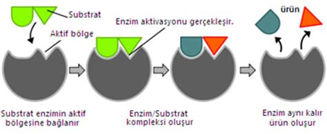 Enzim Substrat İlişkisi