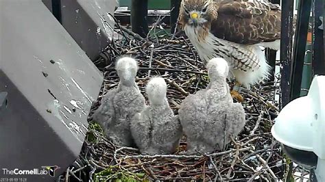 Bird Cams FAQ: Red-tailed Hawk Nest | All About Birds