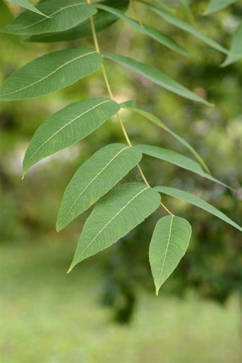 Eastern American Black Walnut Stock Photo - Image of plant, juglans ...