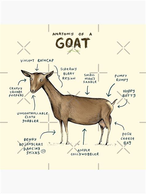 "Anatomy of a Goat" Art Print by SophieCorrigan | Redbubble