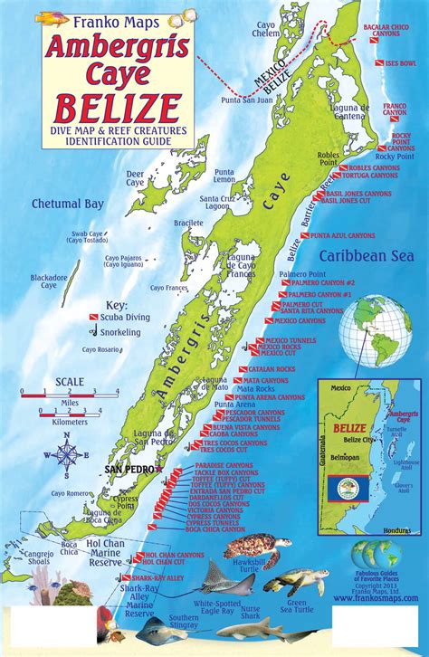 Ambergris Caye Dive Map and Reef Creatures Identification Guide