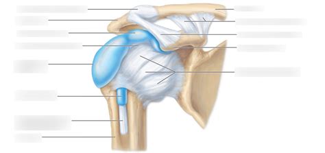 shoulder ligaments Diagram | Quizlet