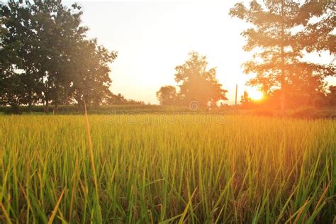 Over Paddy Field Plantation in Morning Sunrise Stock Image - Image of ...