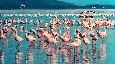 Lake Bogoria and Lake Baringo - Rhino Watch Safari Lodge Rhino Watch ...