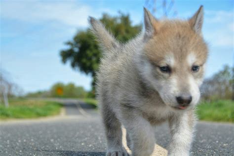 Wolf Dog Puppies For Adoption Near Me - Wolf Killer Caucasian Shepherd ...