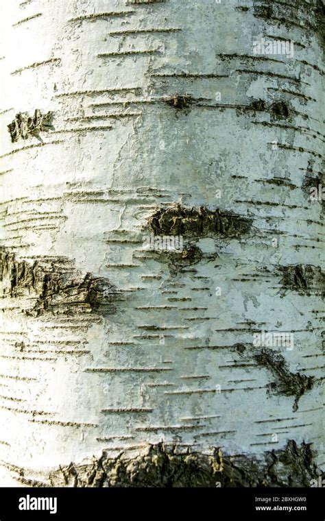 Silver Birch Tree Bark