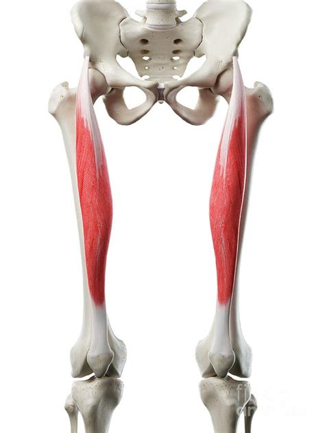 Rectus Femoris Muscle Anatomy