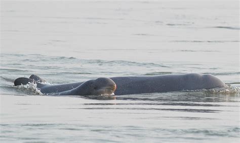 Newborn Irrawaddy dolphin spotted in Cambodia | Stories | WWF