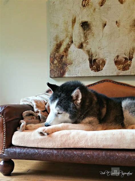 How to DIY Leather Dog Sofa and Giveaway | Redo It Yourself ...