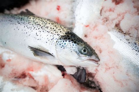 Is Farmed Salmon Healthy and Sustainable? | Time