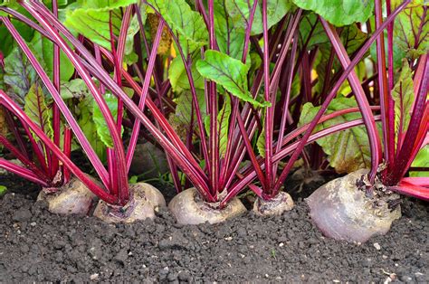 How to Grow Beets in Your Garden — Just Beet It