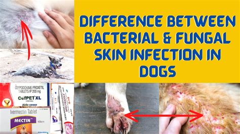 Are Dog Bacterial Skin Infections Contagious