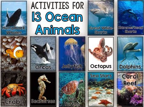 All About Ocean Animals - Fun in First