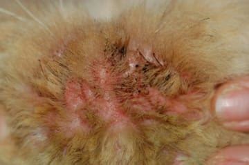 Cats and skin infections