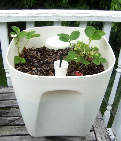 Self-watering Planter Options {DIY} · Little Victorian