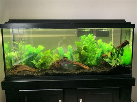 My new 55 Gallon Freshwater Community Tank! : r/Aquariums