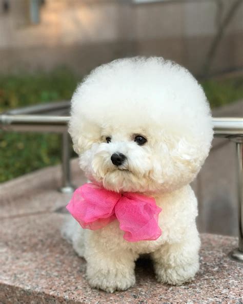 Bichon Frise - Temperament, Lifespan, Shedding, Puppy