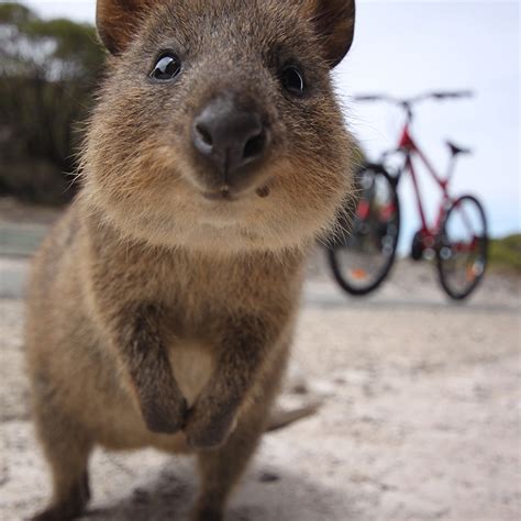 Cutest Australian Animals And Where To Find Them