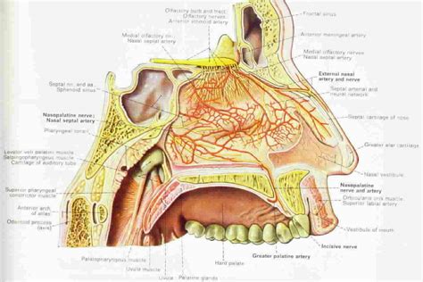 Internal Nose Anatomy Diagram