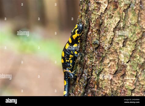 fire salamander, fire salamanders Stock Photo - Alamy