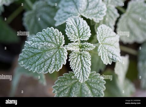 Hoar frost macro hi-res stock photography and images - Alamy