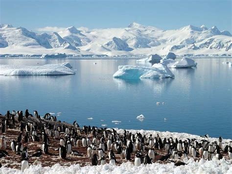 Chinstrap penguin | Antarctic Bird Species | Britannica