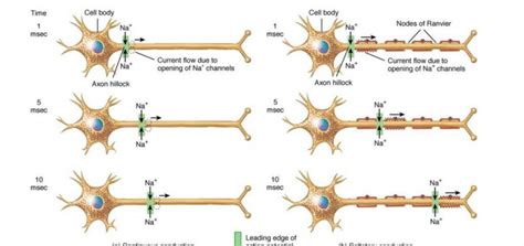 Nerve fibers | Science online