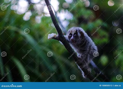 Slow loris stock photo. Image of wildlife, night, animals - 100850512