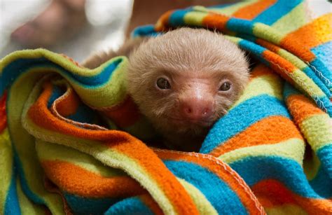 Cincinnati Zoo Baby Sloth's Tiny Little Yawn Is Total Cuteness Overload