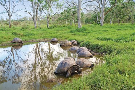 Galapagos Tortoise Facts and Pictures