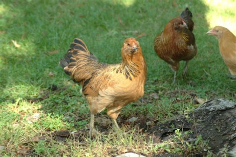 The Best Urban Backyard Egg Laying Hen Breeds PetHelpful