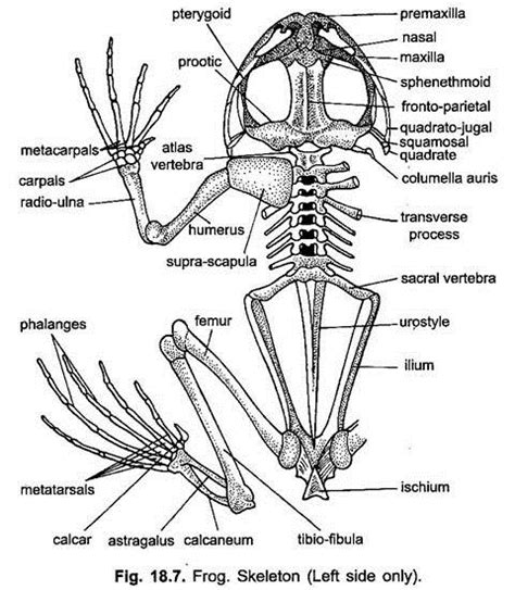 Endoskeleton of Indian Frog (With Diagram) | Chordata | Zoology