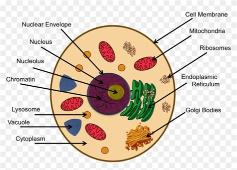 Download Cytoplasm In Animal Cell Project Clipart Png Download - PikPng