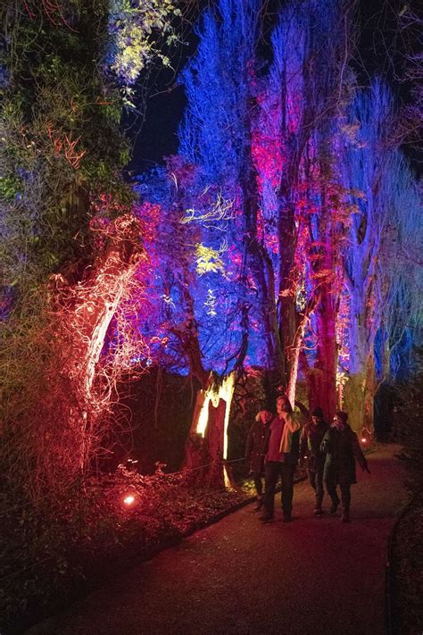 Stunning photographs of Anglesey Abbey’s 2019 Winter Lights display