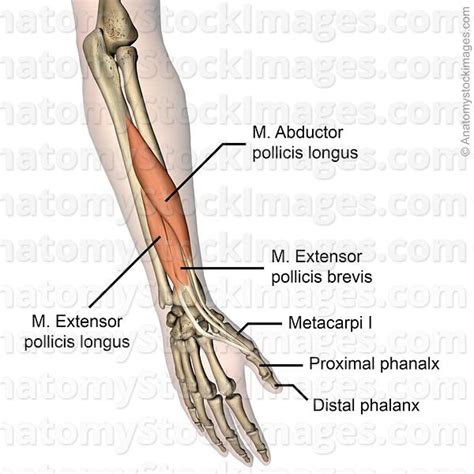 forearm-hand-thumb-musculus-extensor-pollicis-longus-brevis-abductor ...