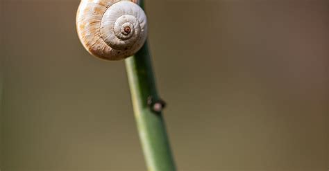 Grey Snail on Green Plant · Free Stock Photo