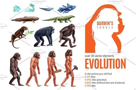 Darwin Evolution Theory | Darwin evolution, Darwin, Evolution