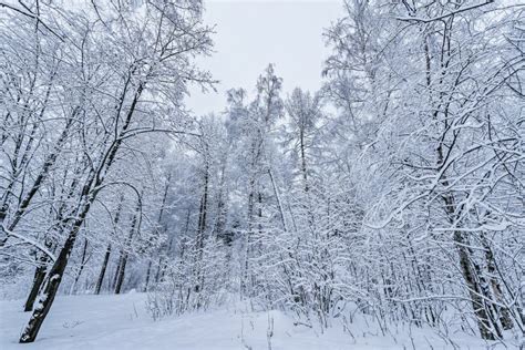 Snow on the Birch Trees in the Forest Stock Photo - Image of winter ...