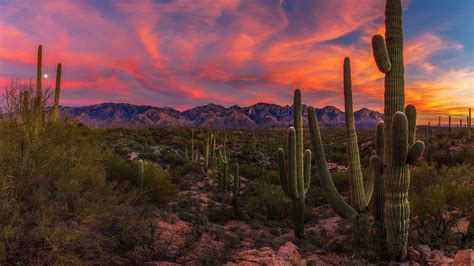 Desert Cactus Wallpapers - Top Free Desert Cactus Backgrounds ...